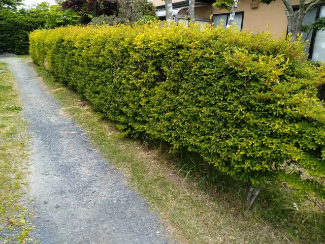 【 植え込み・生垣の剪定 】　※岩手県全域対応(対象地域外は交通費別途。)サービスの画像