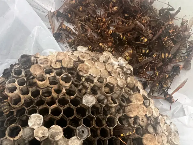 【即日対応◎夜間対応◎】7年以上の経験と1シーズン300件超の実績！蜂の巣駆除サービスの画像