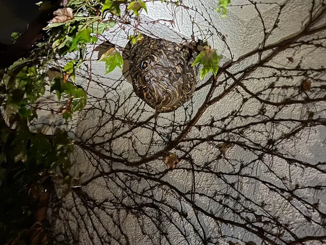 【即日対応◎夜間対応◎】7年以上の経験と1シーズン300件超の実績！蜂の巣駆除サービスの画像