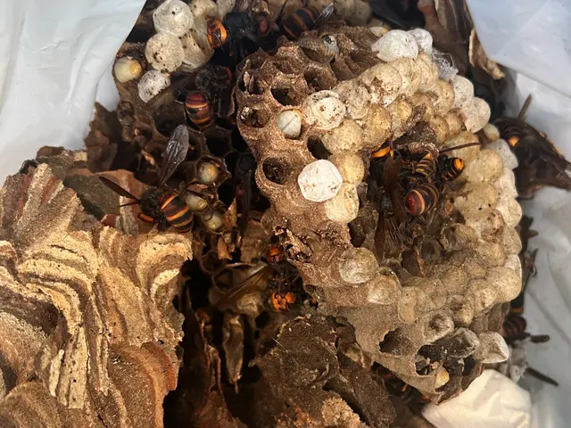 【即日対応◎夜間対応◎】7年以上の経験と1シーズン300件超の実績！蜂の巣駆除サービスの画像