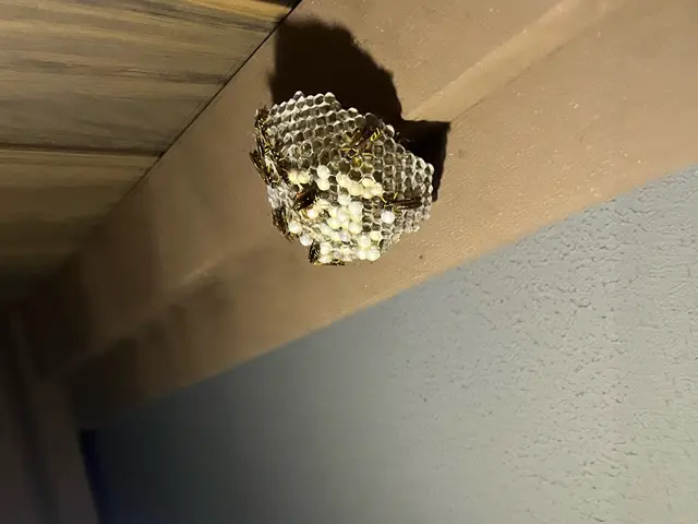 【即日対応◎夜間対応◎】7年以上の経験と1シーズン300件超の実績！蜂の巣駆除サービスの画像