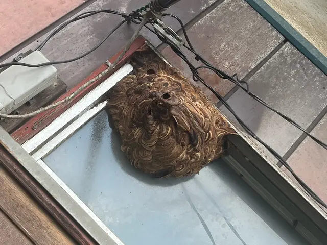 【即日対応◎夜間対応◎】7年以上の経験と1シーズン300件超の実績！蜂の巣駆除サービスの画像