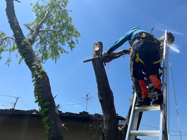 安心実績！安全とスピードを兼ね備えた庭木伐採・抜根サービスサービスの画像