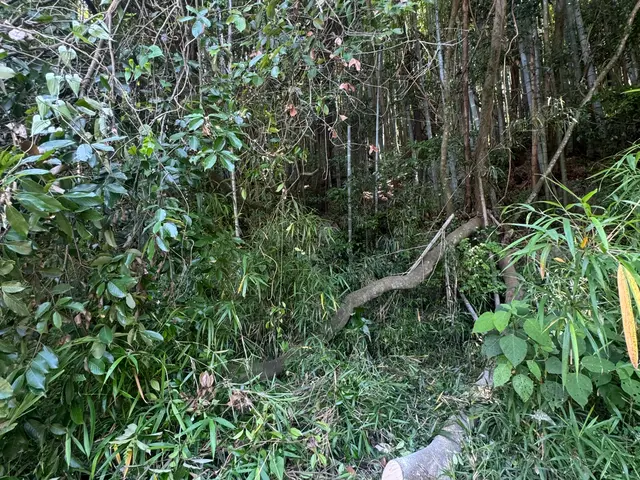 高知空港などで草刈りを行っておりました経験から草刈り機でお庭など綺麗にします。サービスの画像