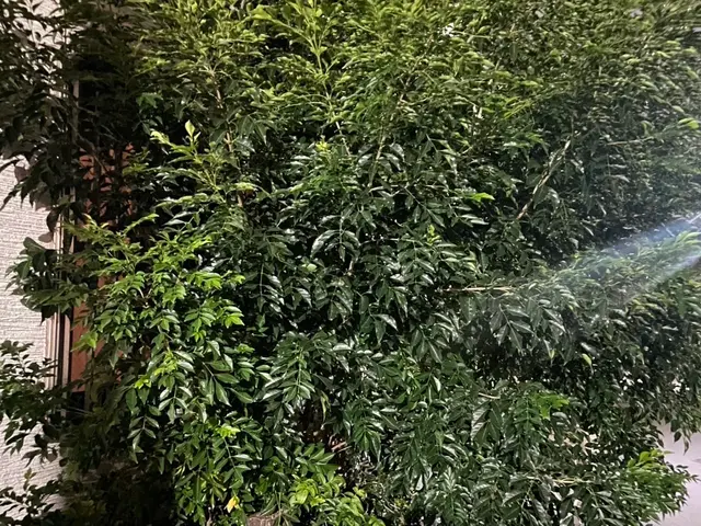 プロの庭木伐採・抜根サービス｜安全・迅速・丁寧に対応しますサービスの画像