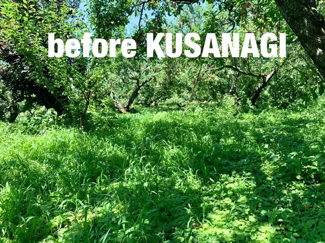 南アルプス市発　草刈り代行サービスKUSANAGI　草刈りは当サービスにて！サービスの画像