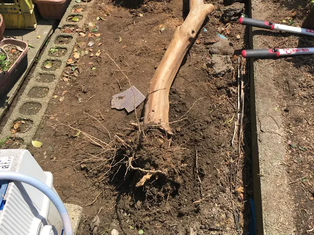 業歴19年以上★少量からでも大歓迎★緑や庭のことならお任せ下さい★一級造園技能士サービスの画像