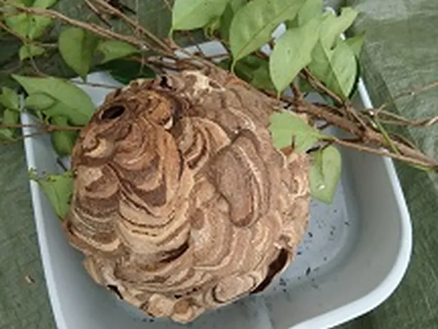 ★スズメ蜂・アシナガ蜂の巣駆除★危険な蜂の巣を駆除致します。お任せ下さい！！サービスの画像