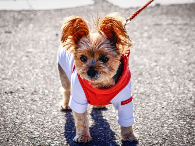 大切なペットの最高の瞬間を引き出すカメラマン