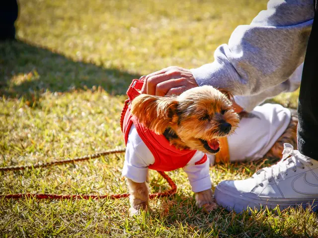 大切なペットの最高の瞬間を引き出すカメラマン