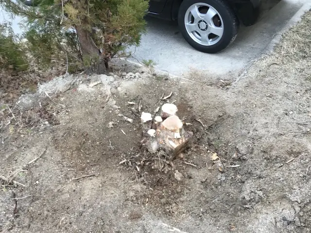 【伐採・抜根、1本から】【現地お見積り無料】ご要望やご相談をお聞かせください！サービスの画像