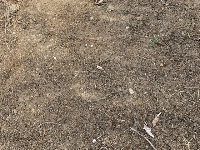 【伐採・抜根、1本から】【現地お見積り無料】ご要望やご相談をお聞かせください！サービスの画像