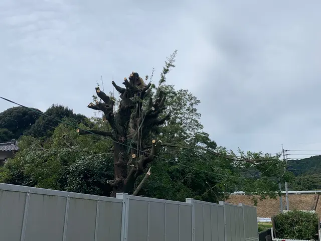 【伐採・抜根、1本から】【現地お見積り無料】ご要望やご相談をお聞かせください！サービスの画像