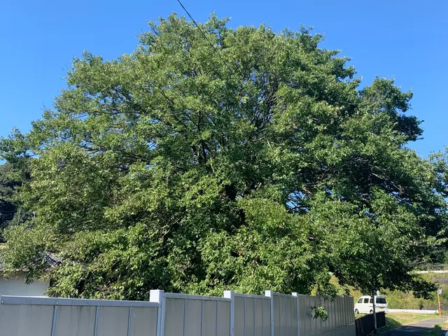 【伐採・抜根、1本から】【現地お見積り無料】ご要望やご相談をお聞かせください！サービスの画像