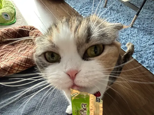 大阪市の訪問型ペットお世話サービス。サービスの画像