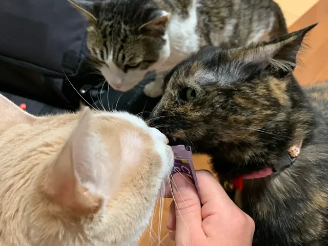 大阪市の訪問型ペットお世話サービス。サービスの画像