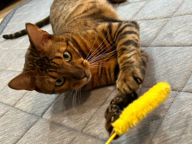 大阪市の訪問型ペットお世話サービス。サービスの画像