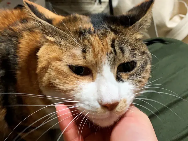 大阪市の訪問型ペットお世話サービス。サービスの画像