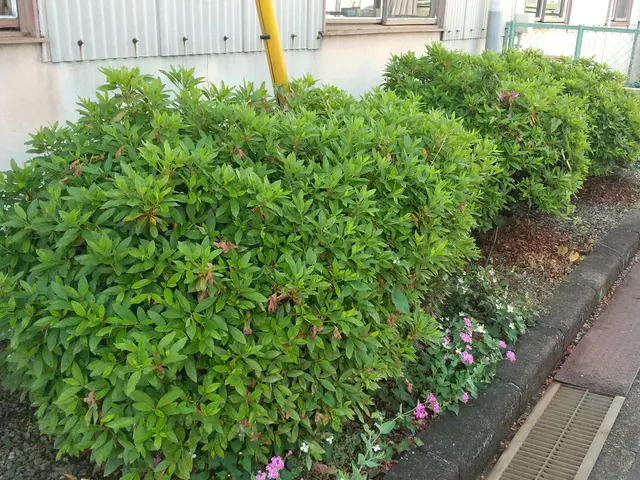 お庭の生垣等の剪定は「お庭屋N-works」にお任せ下さい！サービスの画像