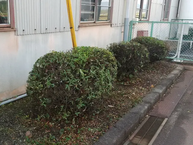 無料見積もり可！生垣等の剪定は「お庭屋N-works」にお任せ下さい！サービスの画像