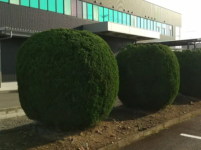 無料見積もり可！生垣等の剪定は「お庭屋N-works」にお任せ下さい！サービスの画像