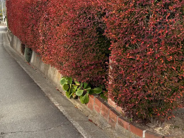 【女性スタッフ同行】ご要望を丁寧にお聞きし、理想の庭を実現するオーダーメイド剪定サービスの画像