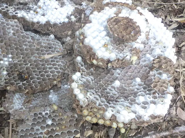 【圧倒的な駆除実績】アシナガバチ、スズメバチ、オオスズメバチサービスの画像