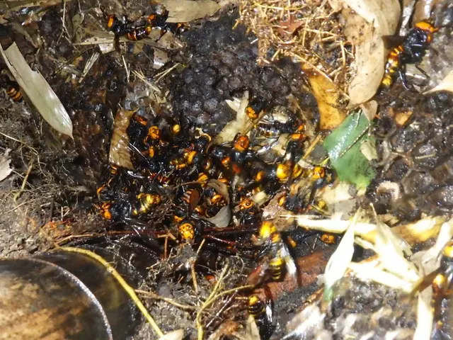 【圧倒的な駆除実績】アシナガバチ、スズメバチ、オオスズメバチサービスの画像