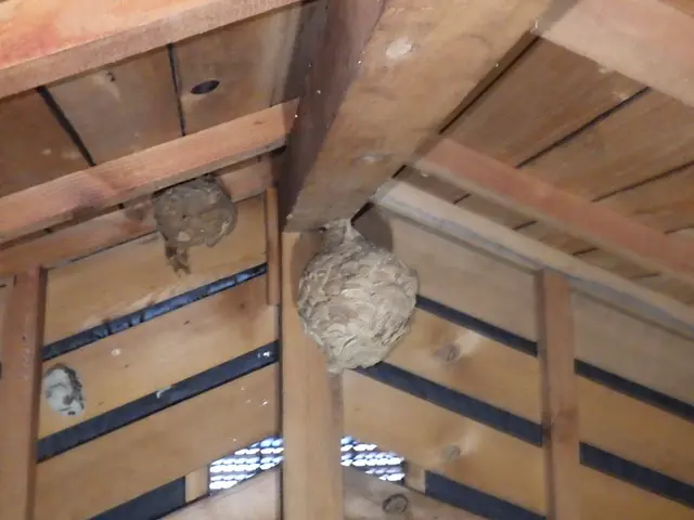 【圧倒的な駆除実績】アシナガバチ、スズメバチ、オオスズメバチサービスの画像