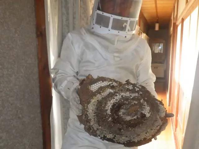 【圧倒的な駆除実績】アシナガバチ、スズメバチ、オオスズメバチサービスの画像