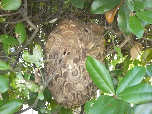 【圧倒的な駆除実績】アシナガバチ、スズメバチ、オオスズメバチサービスの画像