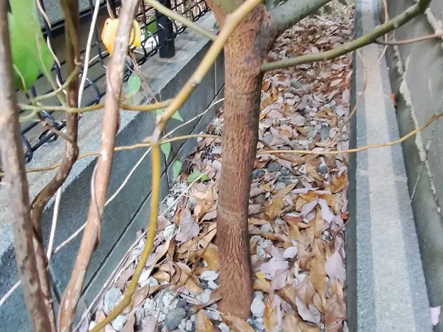 風と緑に命を宿す庭造り！当店は主の大切なお庭を良き心の郷里にと心掛けています。サービスの画像