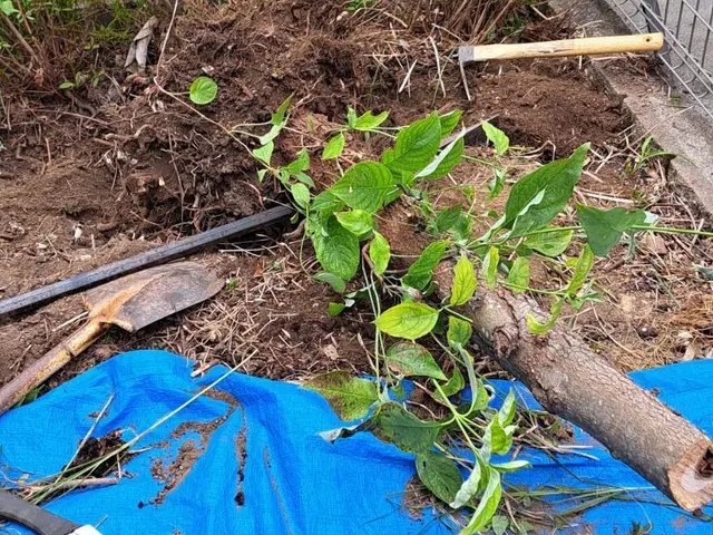 風と緑に命を宿す庭造り！当店は主の大切なお庭を良き心の郷里にと心掛けています。サービスの画像