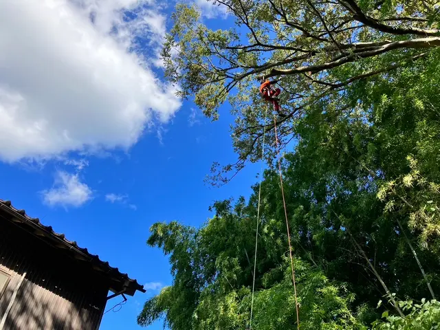 高木の剪定◆自社の職人がお伺いします◎対応地域外も対応可◎女性スタッフ同行可能サービスの画像