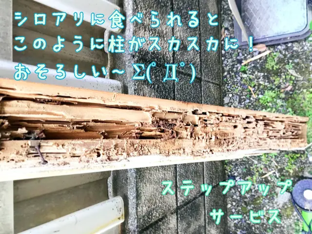 【クレカ決済可】木を食い散らかすシロアリを撃退('◇')ゞ詳細は必ずご確認を！！サービスの画像