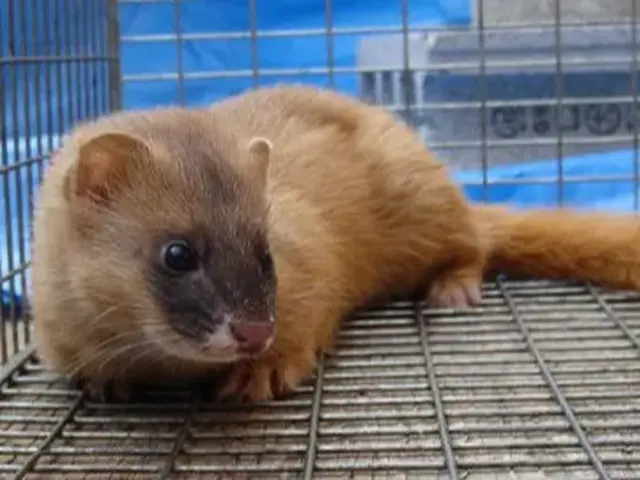 害獣駆除歴10年以上の有資格者多数在籍【事前見積り無料】【事前調査可能】サービスの画像