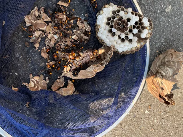 アシナガバチでしたら9,900円(税込)で承ります。サービスの画像