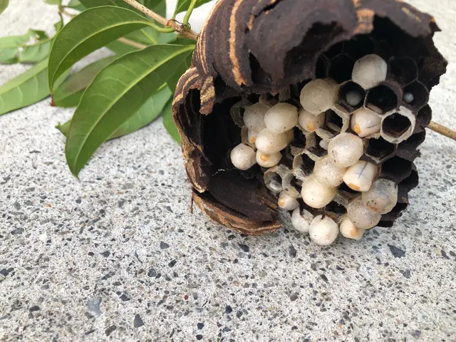 アシナガバチでしたら9,900円(税込)で承ります。サービスの画像