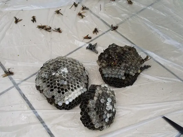 アシナガバチでしたら9,900円(税込)で承ります。サービスの画像