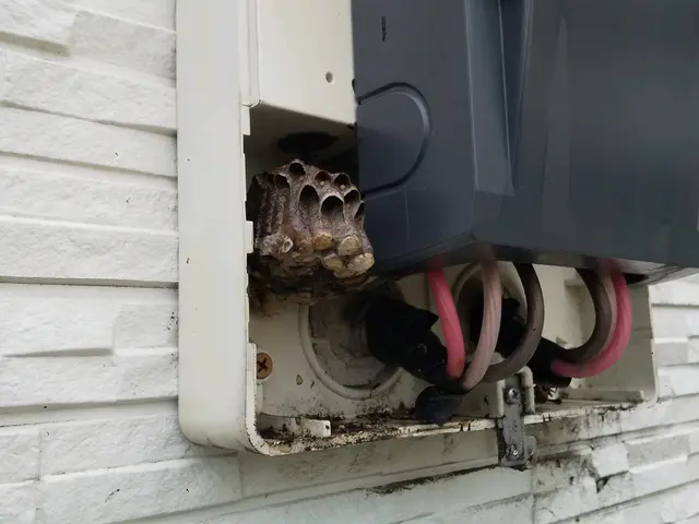 アシナガバチでしたら9,900円(税込)で承ります。サービスの画像