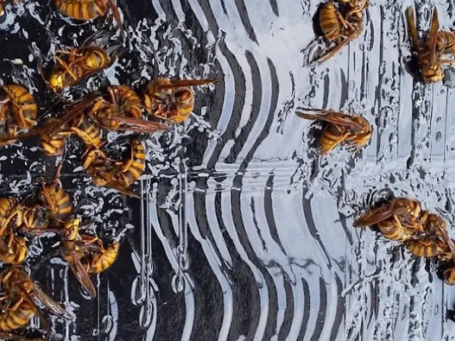 アシナガバチでしたら9,900円(税込)で承ります。サービスの画像