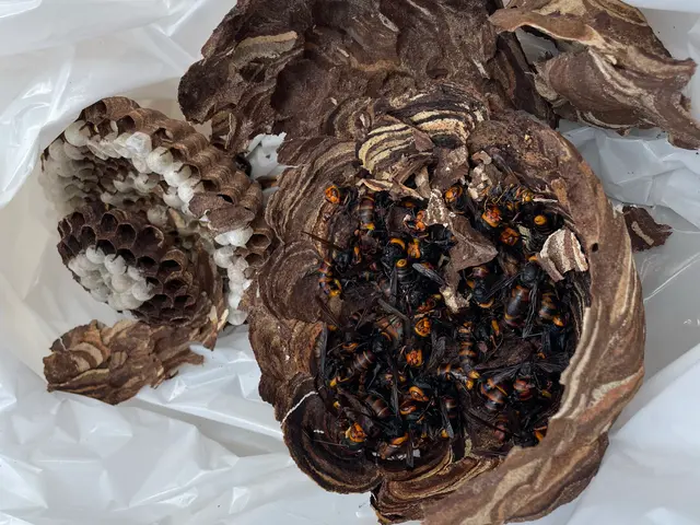 アシナガバチでしたら9,900円(税込)で承ります。サービスの画像