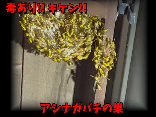 【11月6日◉予約可◉即返信】◉口コミ211件◉エリア１位◉巣50㎝まで五千円サービスの画像