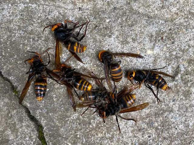 ●スズメバチ、アシナガバチなどの巣を駆除●当日もしくは翌日対応致します。サービスの画像