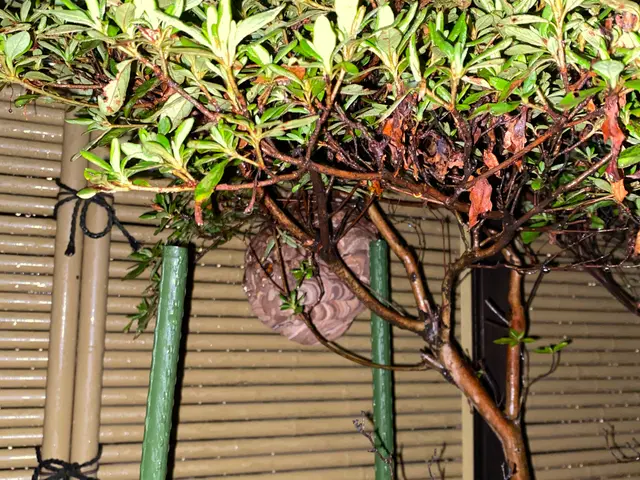 ●スズメバチ、アシナガバチなどの巣を駆除●当日もしくは翌日対応致します。サービスの画像