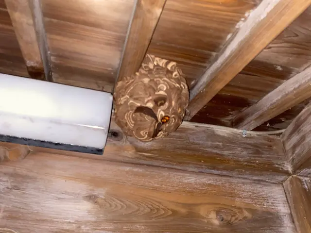 ●スズメバチ、アシナガバチなどの巣を駆除●当日もしくは翌日対応致します。サービスの画像