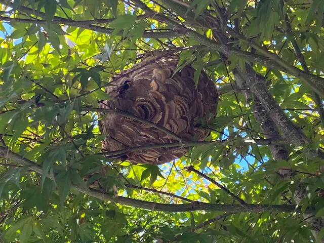 ●スズメバチ、アシナガバチなどの巣を駆除●当日もしくは翌日対応致します。サービスの画像