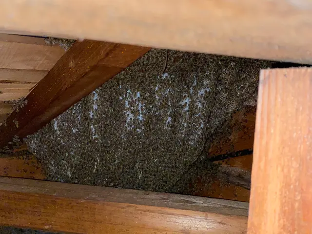 ●スズメバチ、アシナガバチなどの巣を駆除●当日もしくは翌日対応致します。サービスの画像