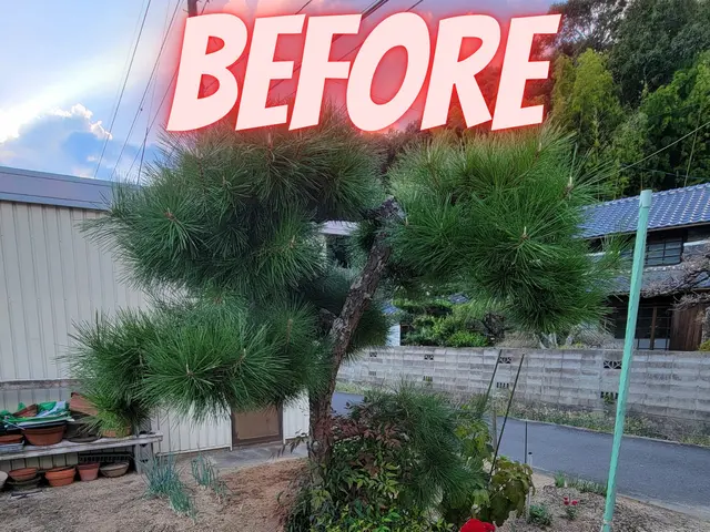 【岡山市東区発】木を切るついでにお庭の悩みも切っちゃいましょう！サービスの画像