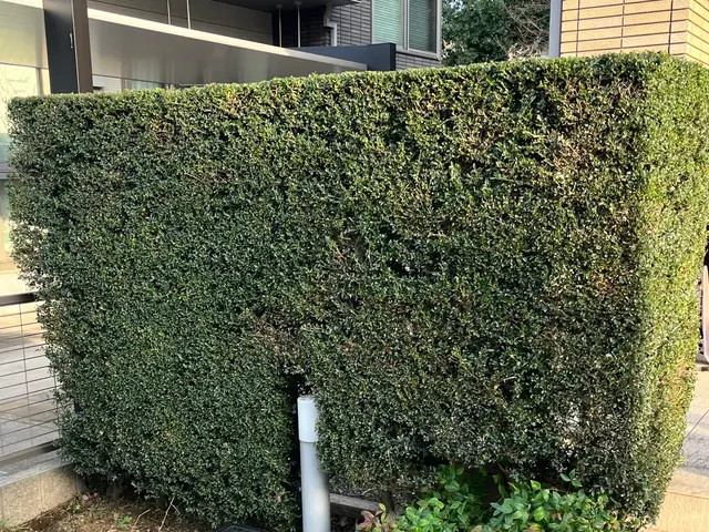 地域密着！経験10年以上、2級造園施工管理技士による植込、生垣剪定サービスの画像